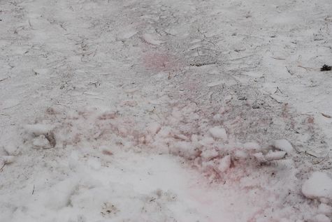 Красный снег в горах Хакасии. Фото А. Лагунова